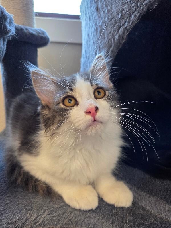 Corbin, a Adoptable Domestic Long Hair in Yankton, SD image 4/4