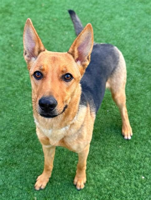 Enlarge VERONA, a Adoptable German Shepherd Dog in Agoura, CA image 1/1