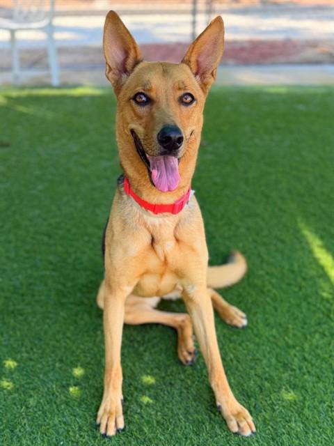 VERONA, Adoptable, Young Female German Shepherd Dog.