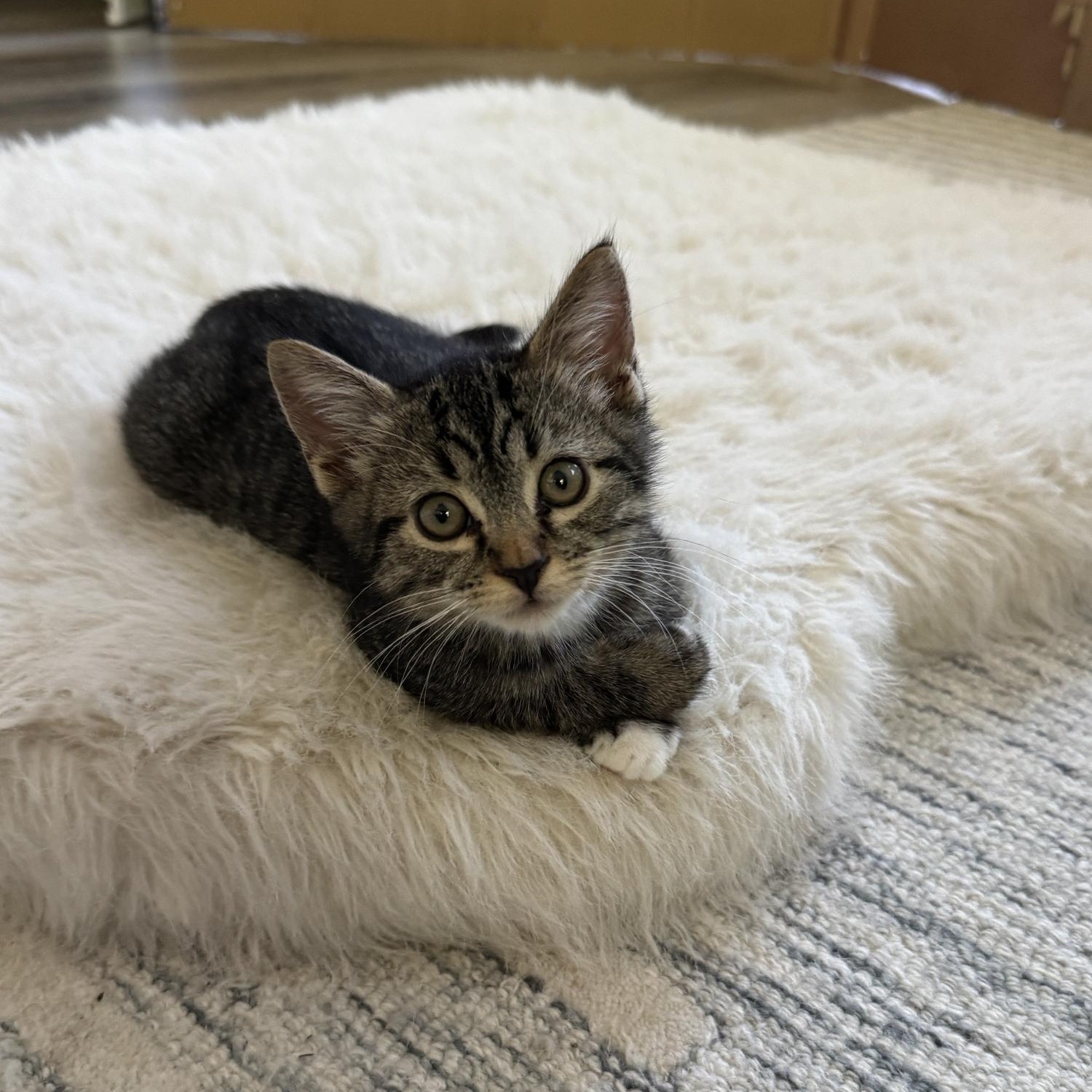 Enlarge Aspen, a Adopted Domestic Short Hair in Renton , WA image 2/2