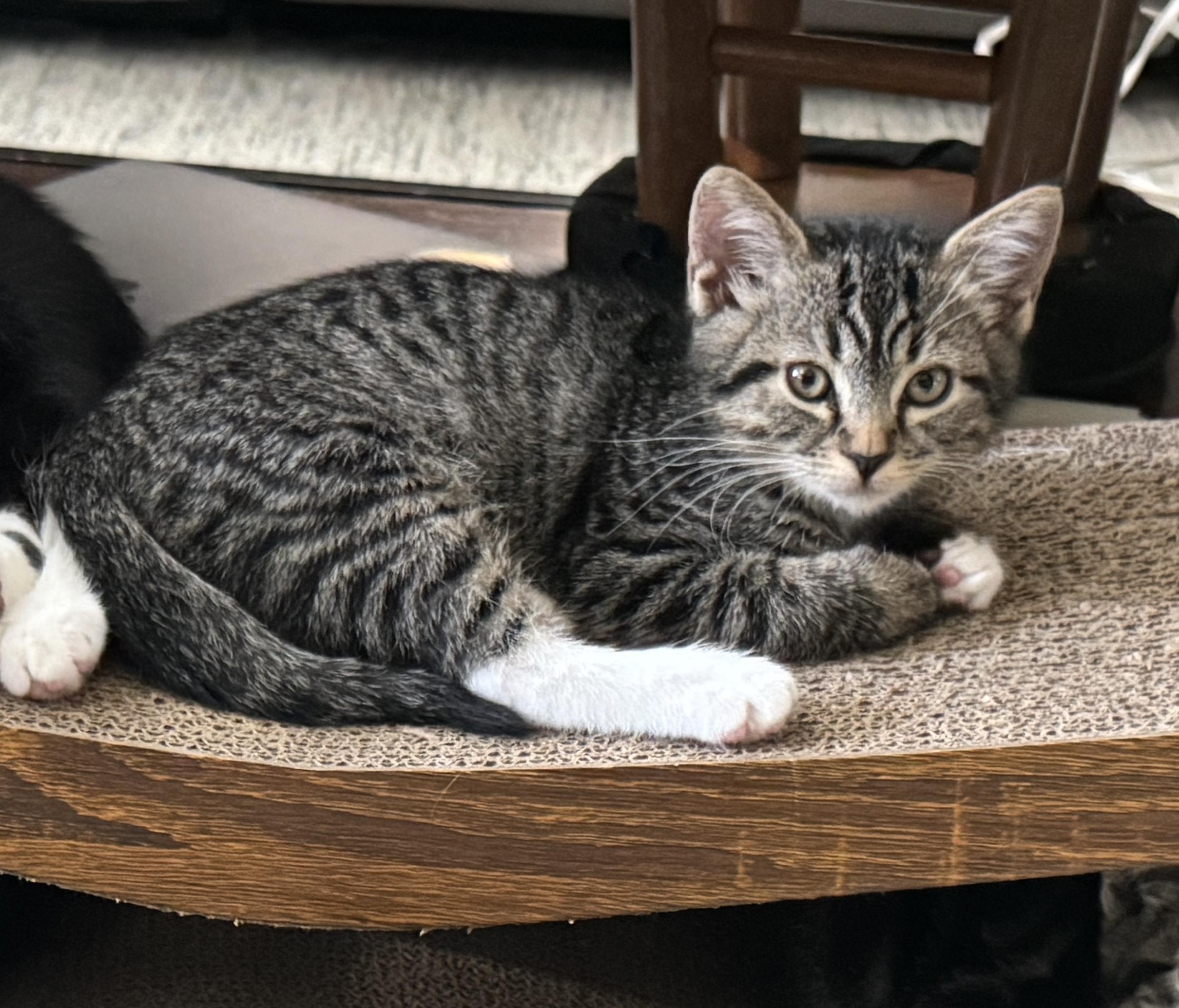 Aspen, Adopted, Kitten Female Domestic Short Hair.