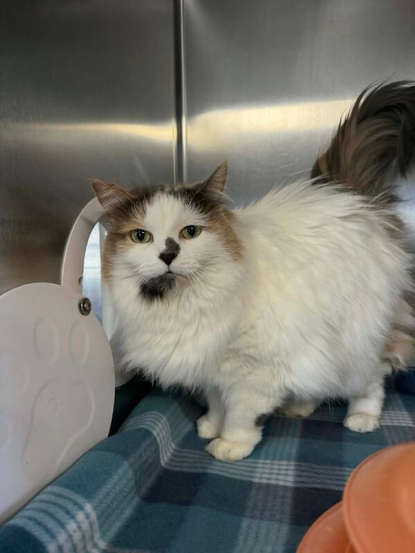 Enlarge Charlotte, a Adoptable mixed breed in Georgetown, OH image 1/1