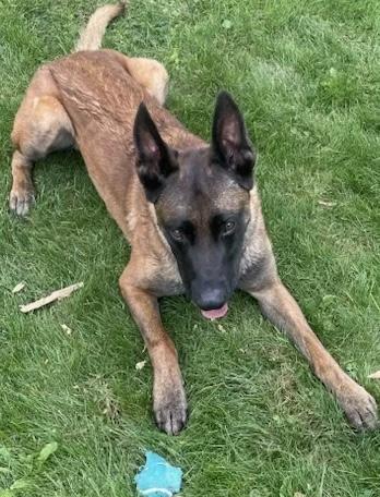 Enlarge Windsor, a ADOPTABLE Belgian Shepherd / Malinois in Polson, MT image 3/3