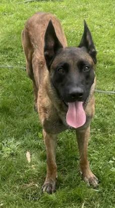 Windsor, ADOPTABLE, Adult Male Belgian Shepherd / Malinois.