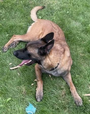 Enlarge Windsor, a ADOPTABLE Belgian Shepherd / Malinois in Polson, MT image 2/3