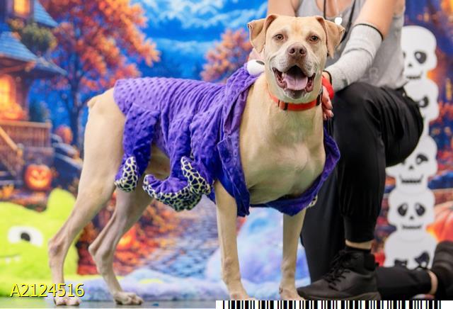 RANGER, Adoptable, Adult Male Mixed Breed & Mixed Breed.