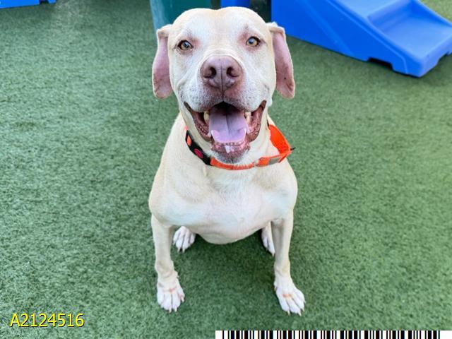 RANGER, Adoptable, Adult Male Mixed Breed & Mixed Breed.