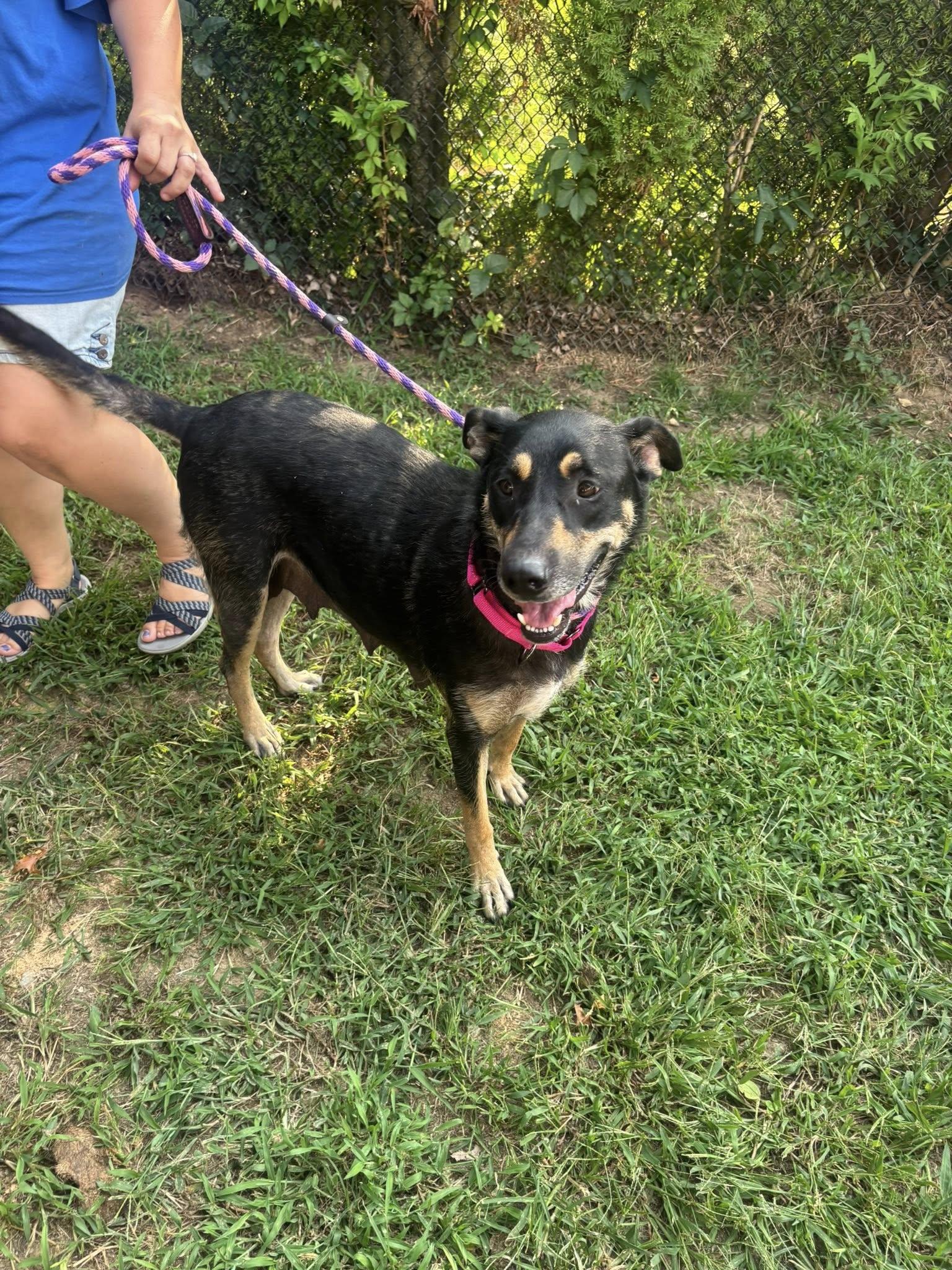 Sadie, a Adoptable mixed breed in Riverdale, NJ image 3/6