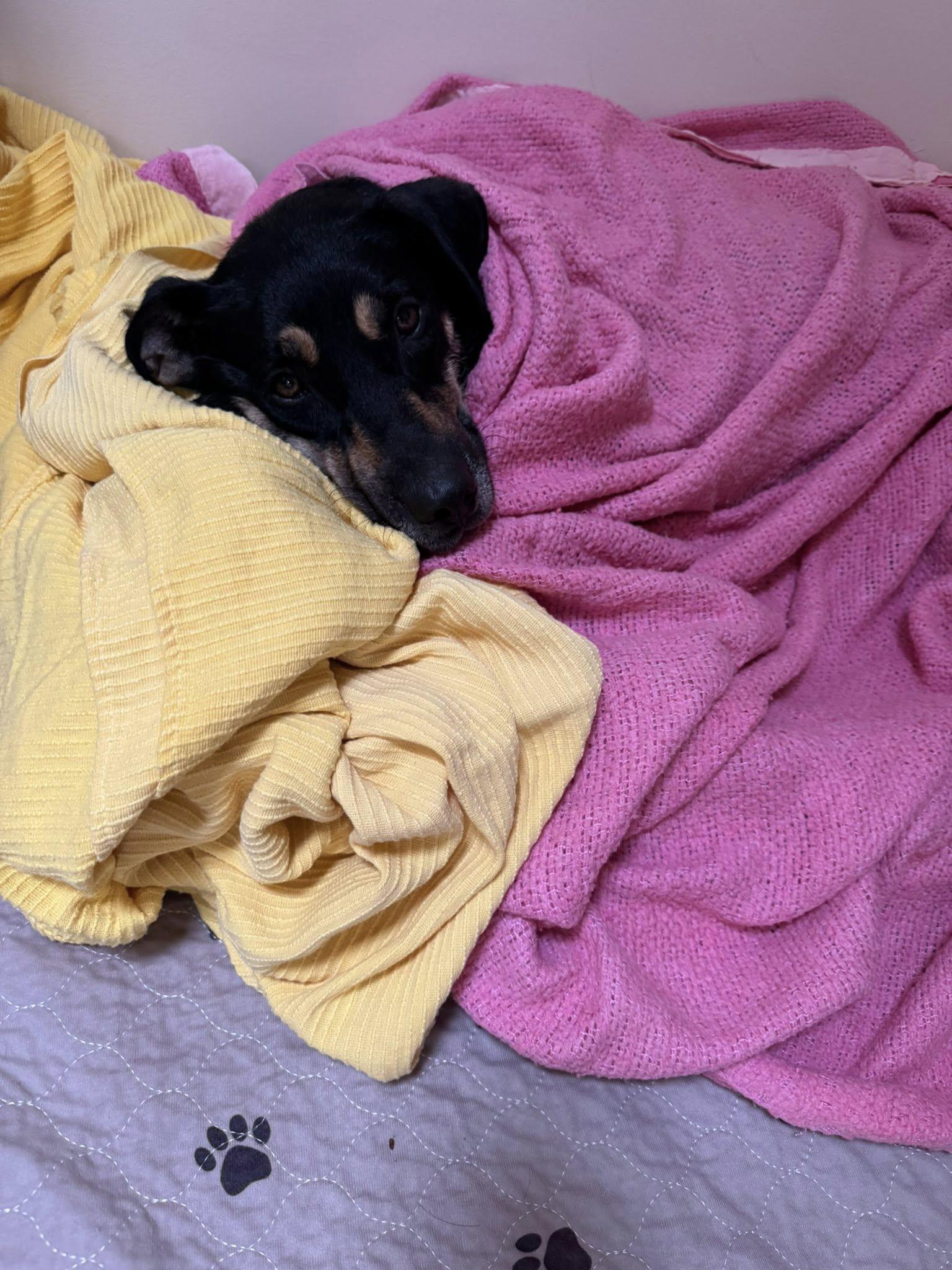 Sadie, a Adoptable mixed breed in Riverdale, NJ image 4/6