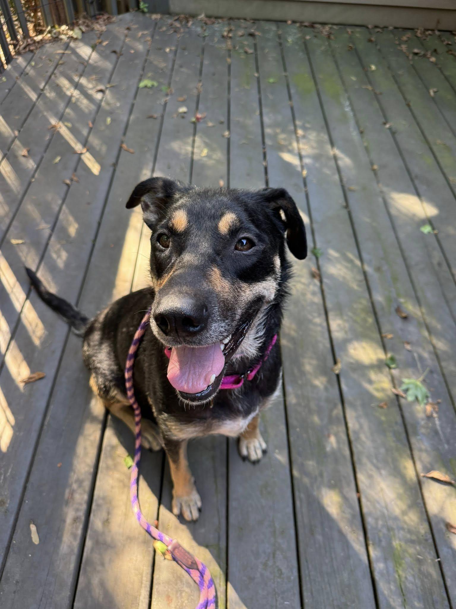 Sadie, a Adoptable mixed breed in Riverdale, NJ image 5/6