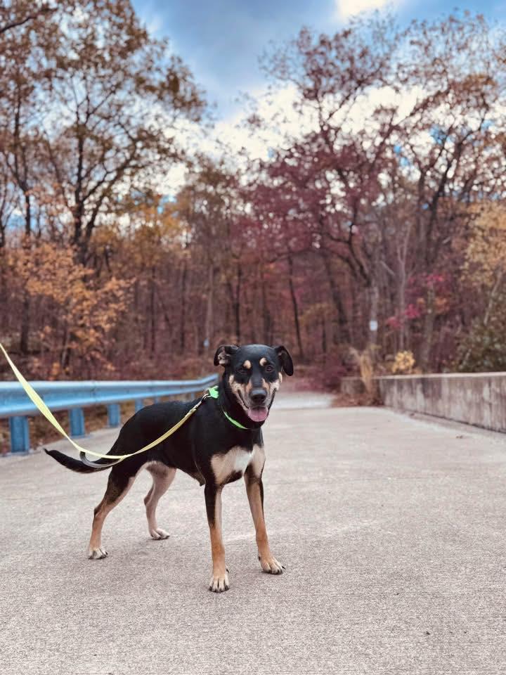Sadie, a Adoptable mixed breed in Riverdale, NJ image 1/6