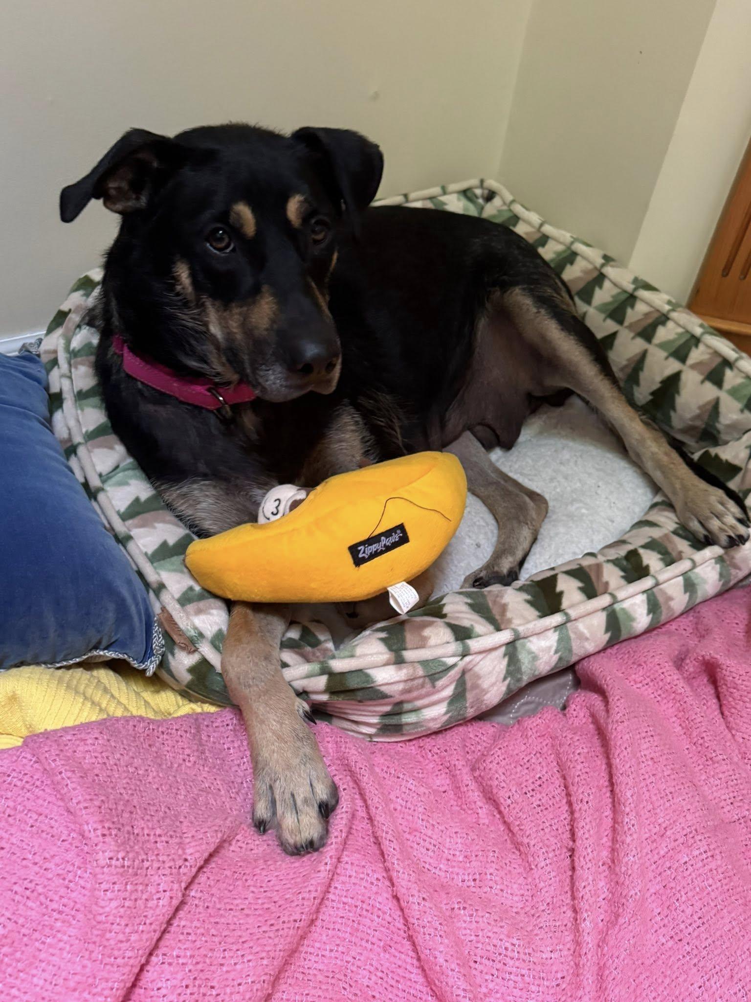 Sadie, a Adoptable mixed breed in Riverdale, NJ image 2/6