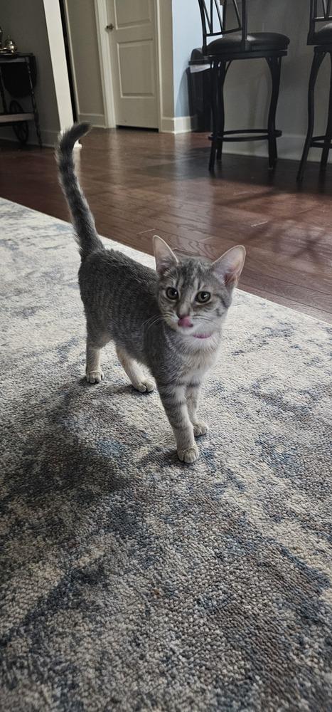 Cardamom, Adoptable, Adult Female Domestic Short Hair.