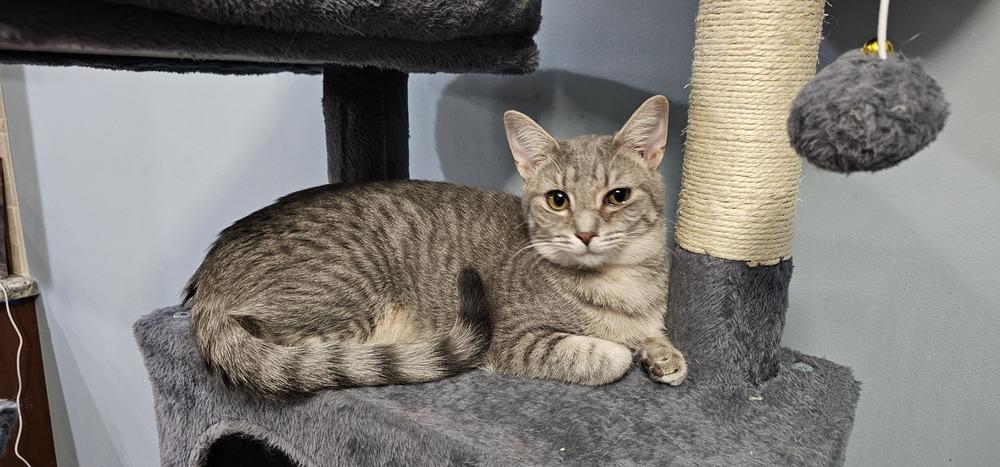 Cardamom, Adoptable, Young Female Domestic Short Hair.