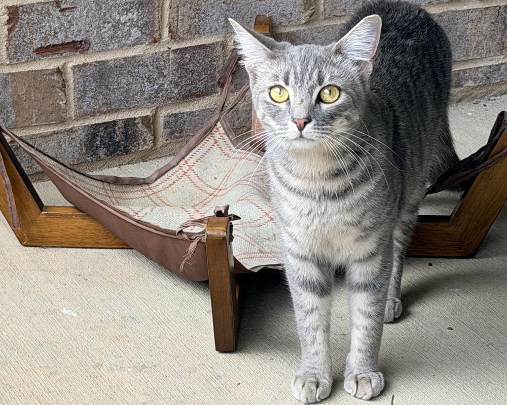 Cardamom, a Adoptable mixed breed in Powder Springs, GA image 3/6