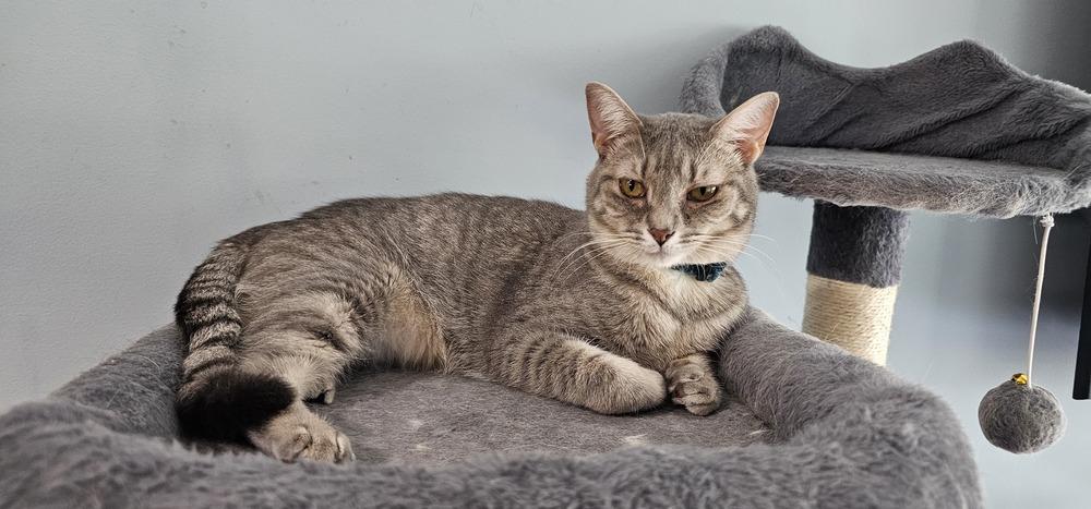 Enlarge Cardamom, a Adoptable mixed breed in Powder Springs, GA image 4/6