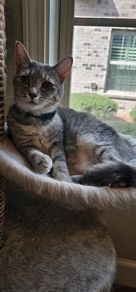 Enlarge Cardamom, a Adoptable mixed breed in Powder Springs, GA image 3/6