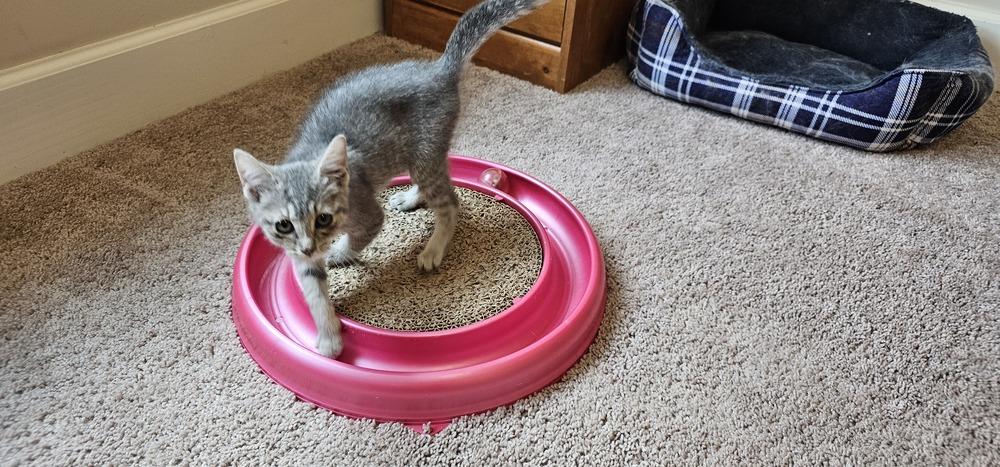 Enlarge Cardamom, a Adoptable mixed breed in Powder Springs, GA image 4/6