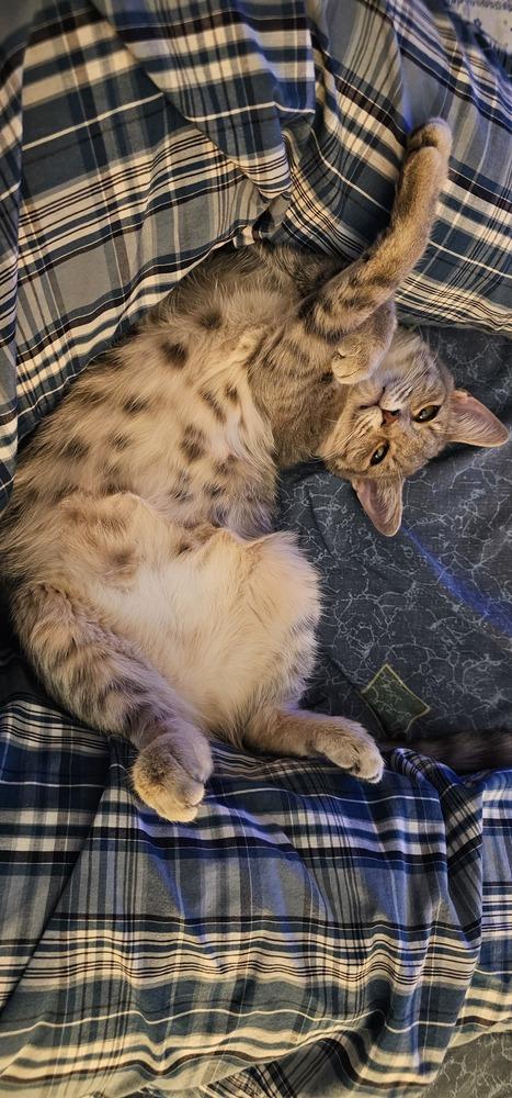 Enlarge Cardamom, a Adoptable mixed breed in Powder Springs, GA image 5/6