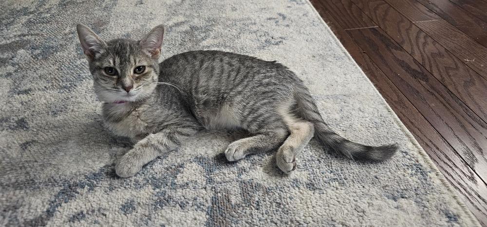 Enlarge Cardamom, a Adoptable mixed breed in Powder Springs, GA image 6/6