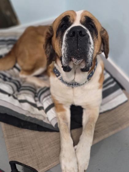 Penny, Adoptable, Adult Female Saint Bernard & Mixed Breed.