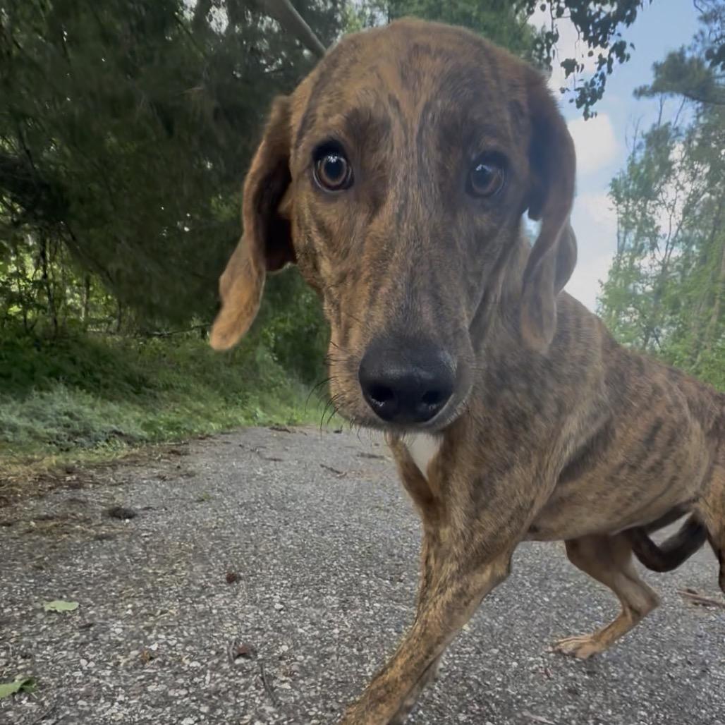 Rissoto, Adoptable, Adult Female Plott Hound.