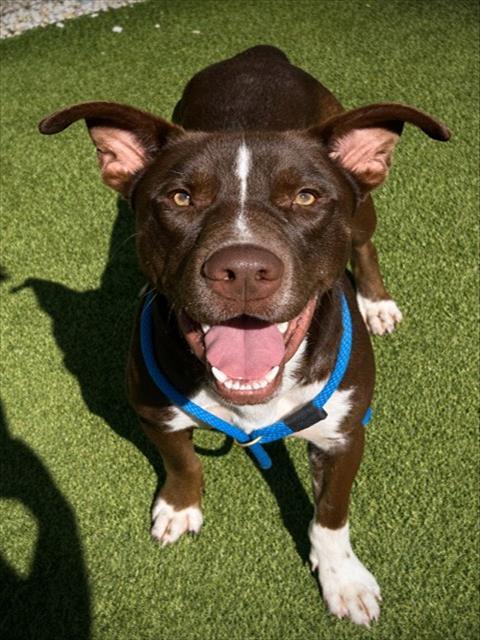 BOY, Adoptable, Young Male Mixed Breed.