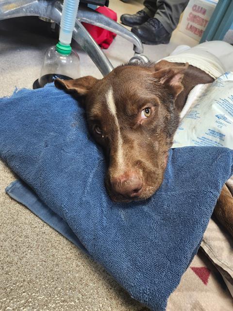 BOY, Adoptable, Young Male Mixed Breed.