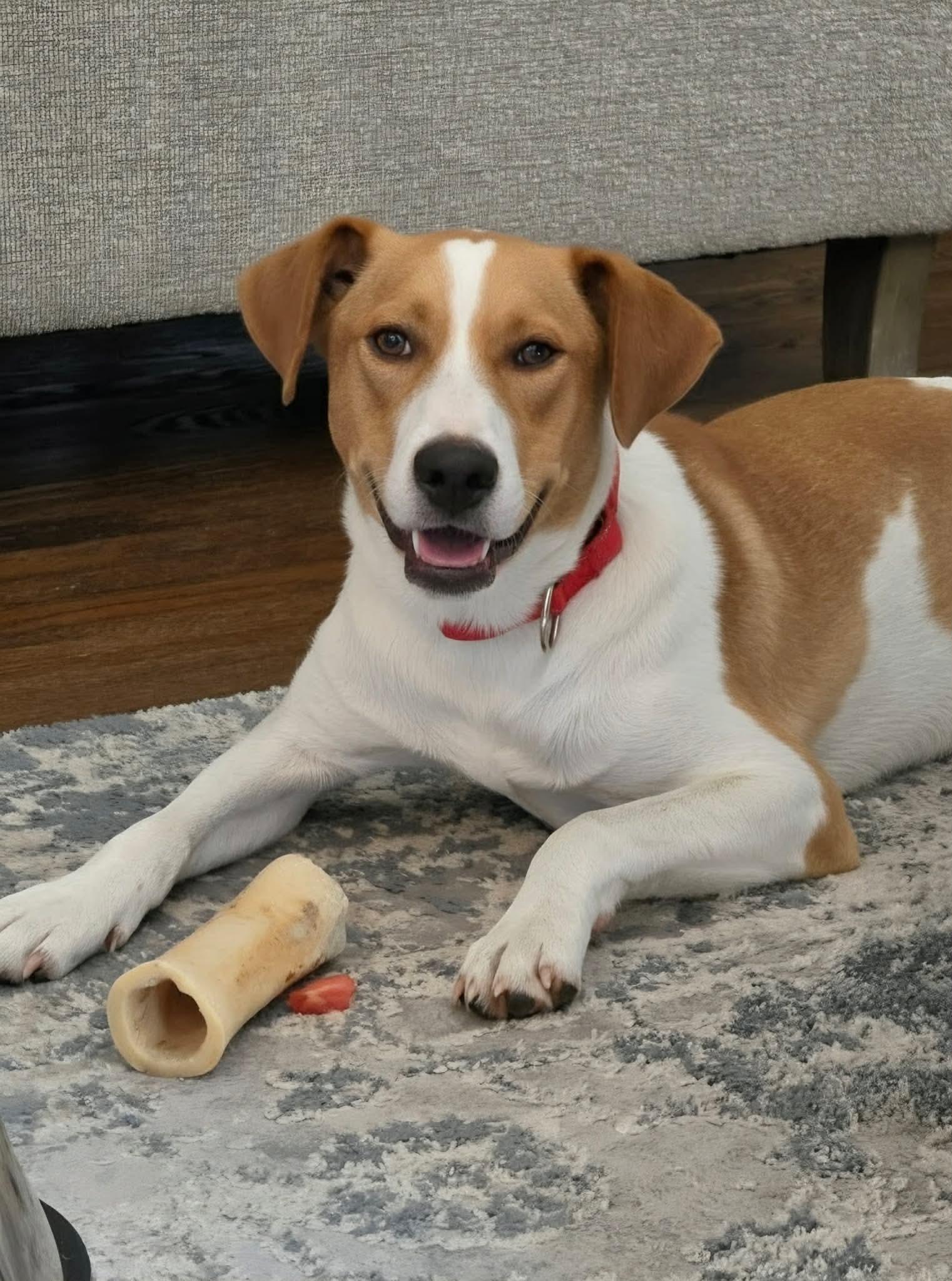 Michael, a ADOPTABLE Hound in Highland, NY image 1/6