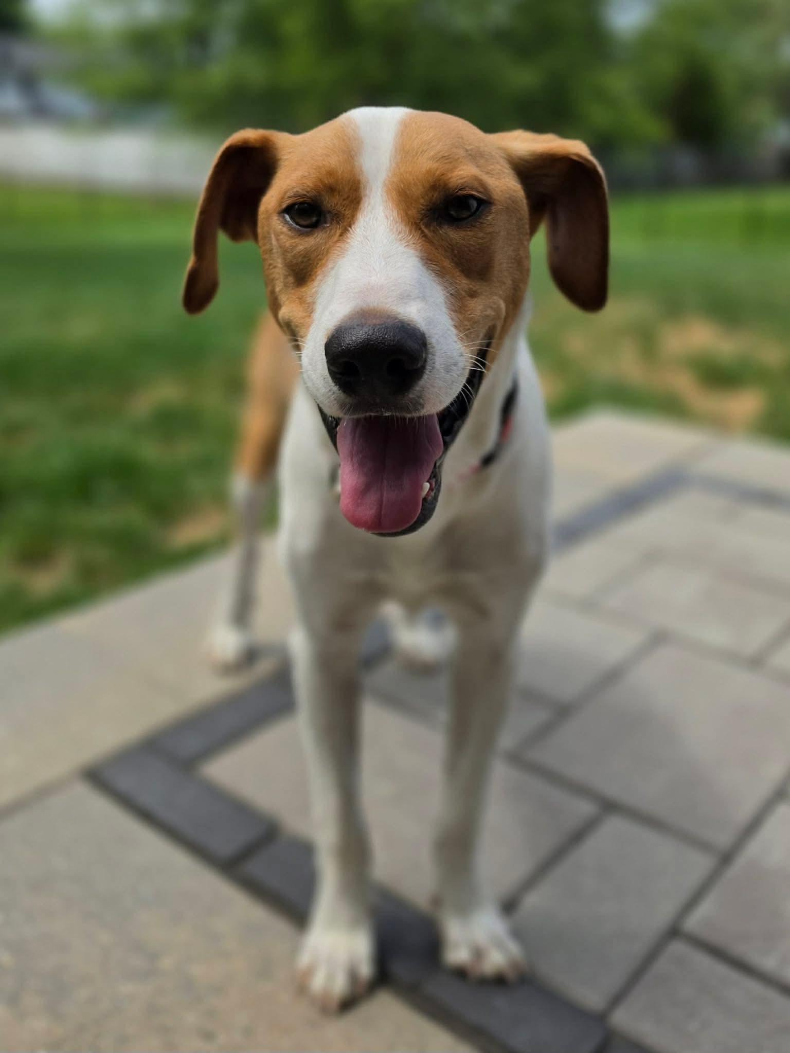 Michael, a ADOPTABLE Hound in Highland, NY image 3/6