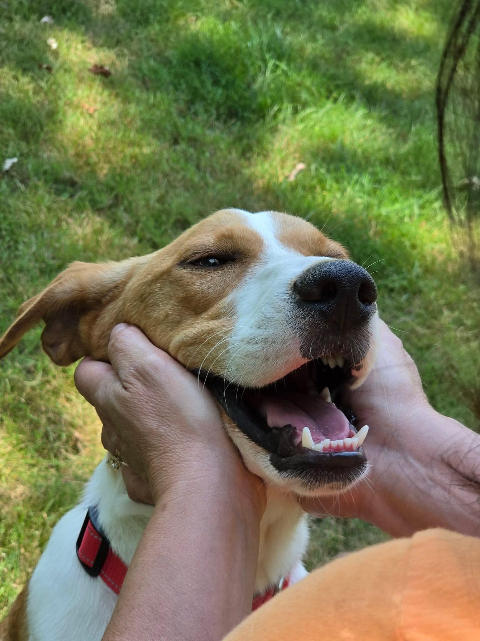 Michael, a ADOPTABLE Hound in Highland, NY image 5/6
