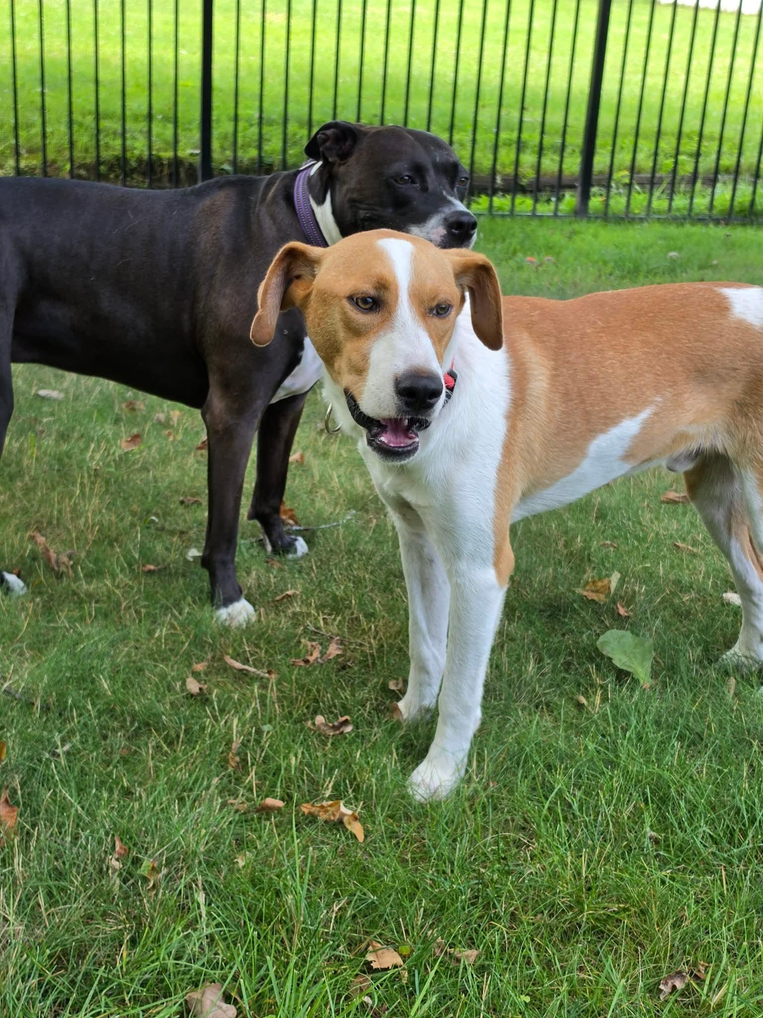 Michael, a ADOPTABLE Hound in Highland, NY image 6/6