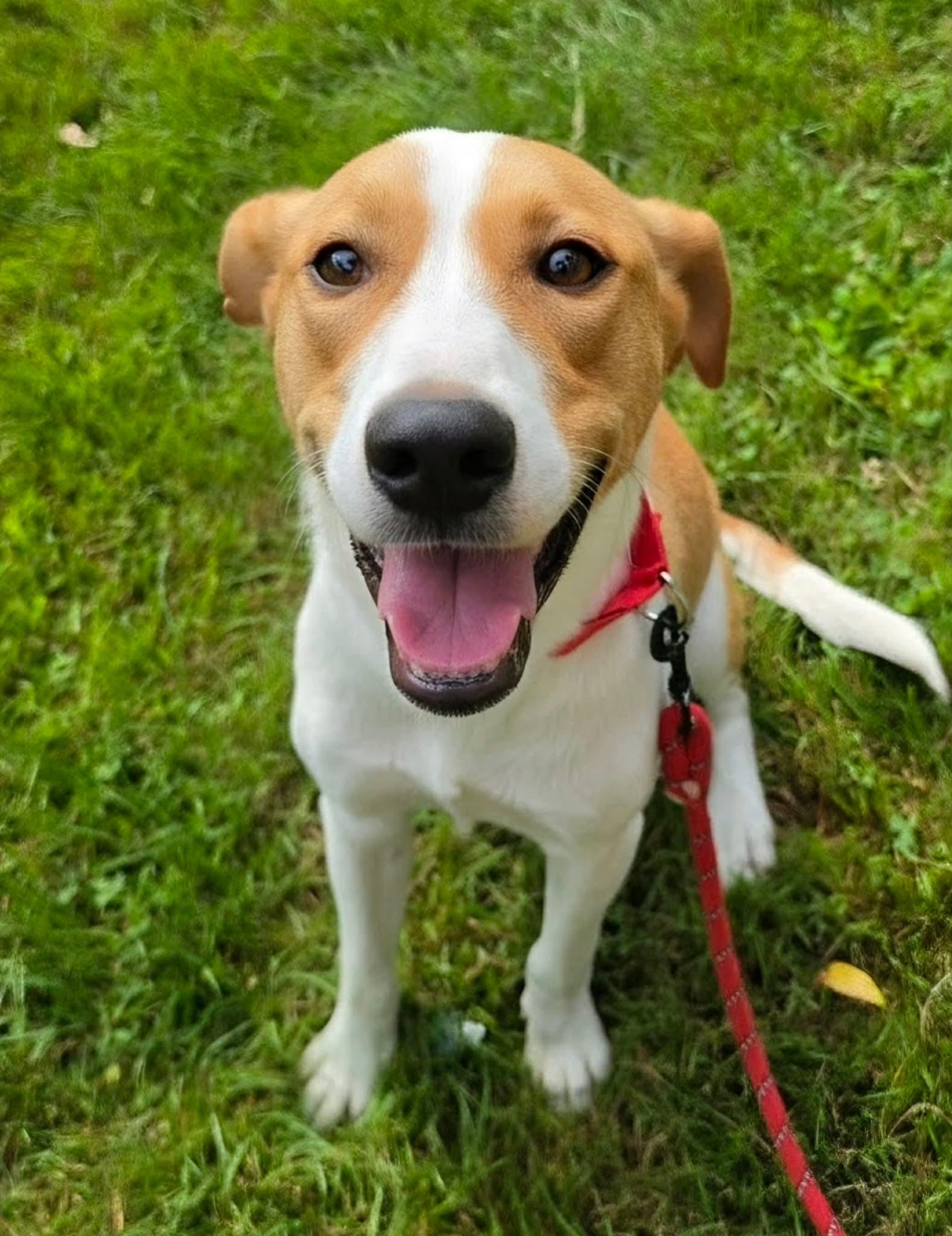 Michael, a ADOPTABLE Hound in Highland, NY image 4/6