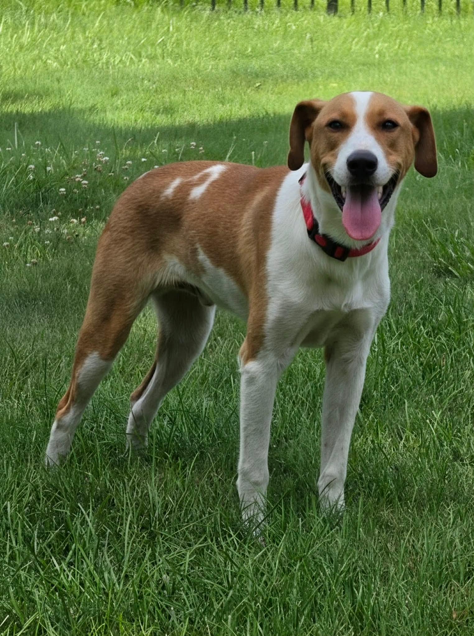 Michael, a ADOPTABLE Hound in Highland, NY image 2/6