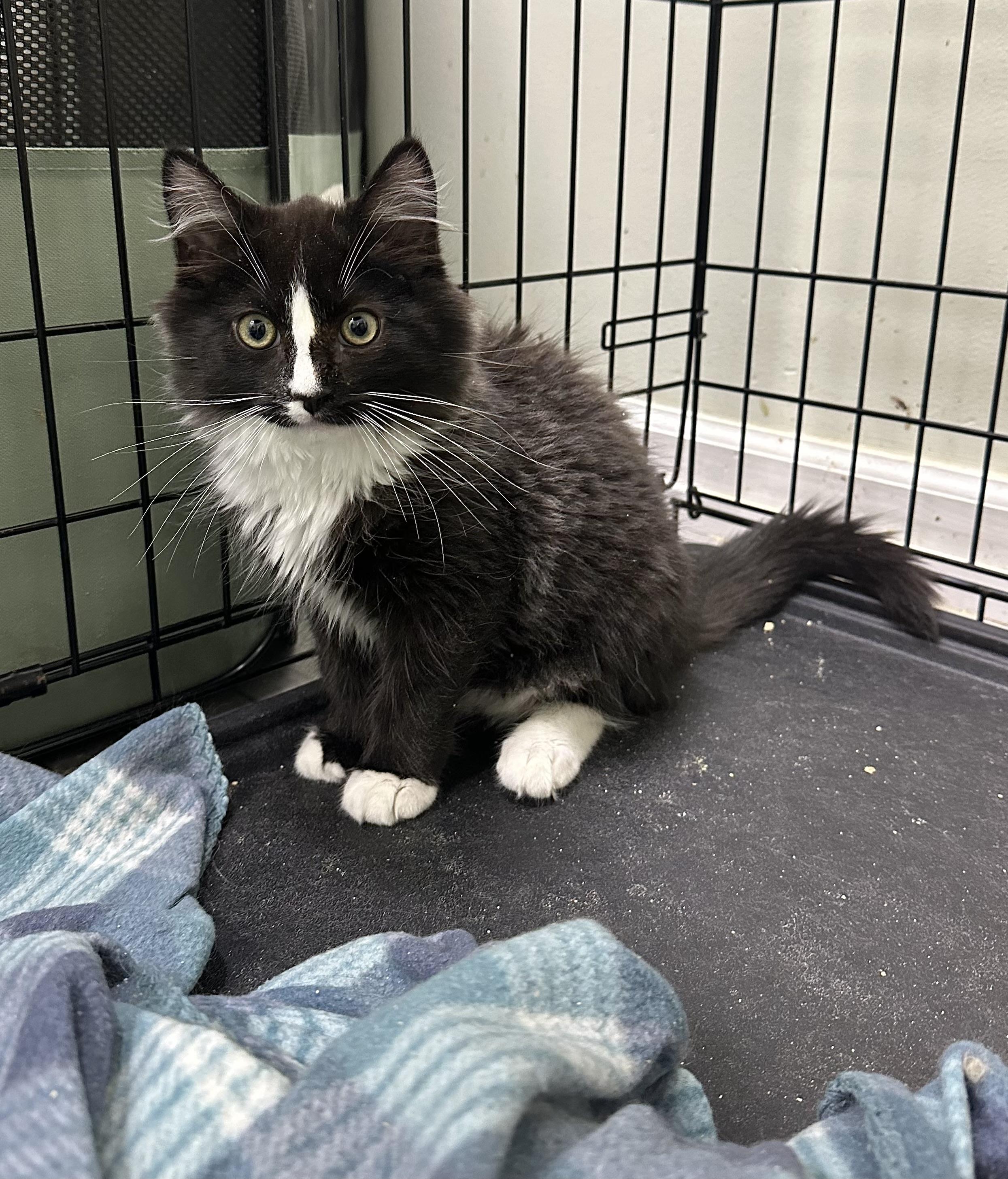 Miles, adoptable, Kitten Male Domestic Long Hair.