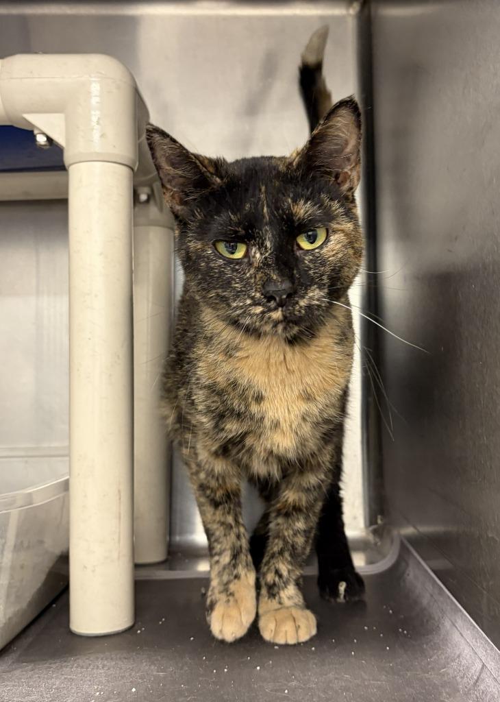 Patches, Adopted, Adult Female Domestic Short Hair.