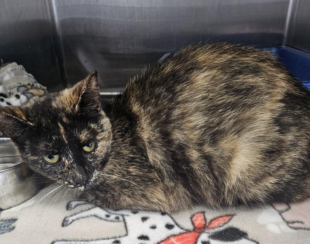 Enlarge Patches, a Adopted mixed breed in Portland, IN image 2/2