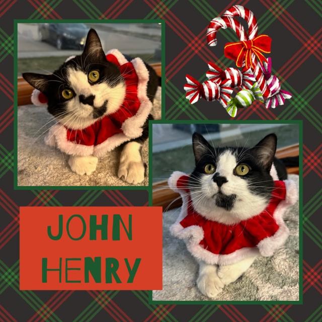 John Henry, a Adoptable Domestic Short Hair in Kearney, NE image 1/3