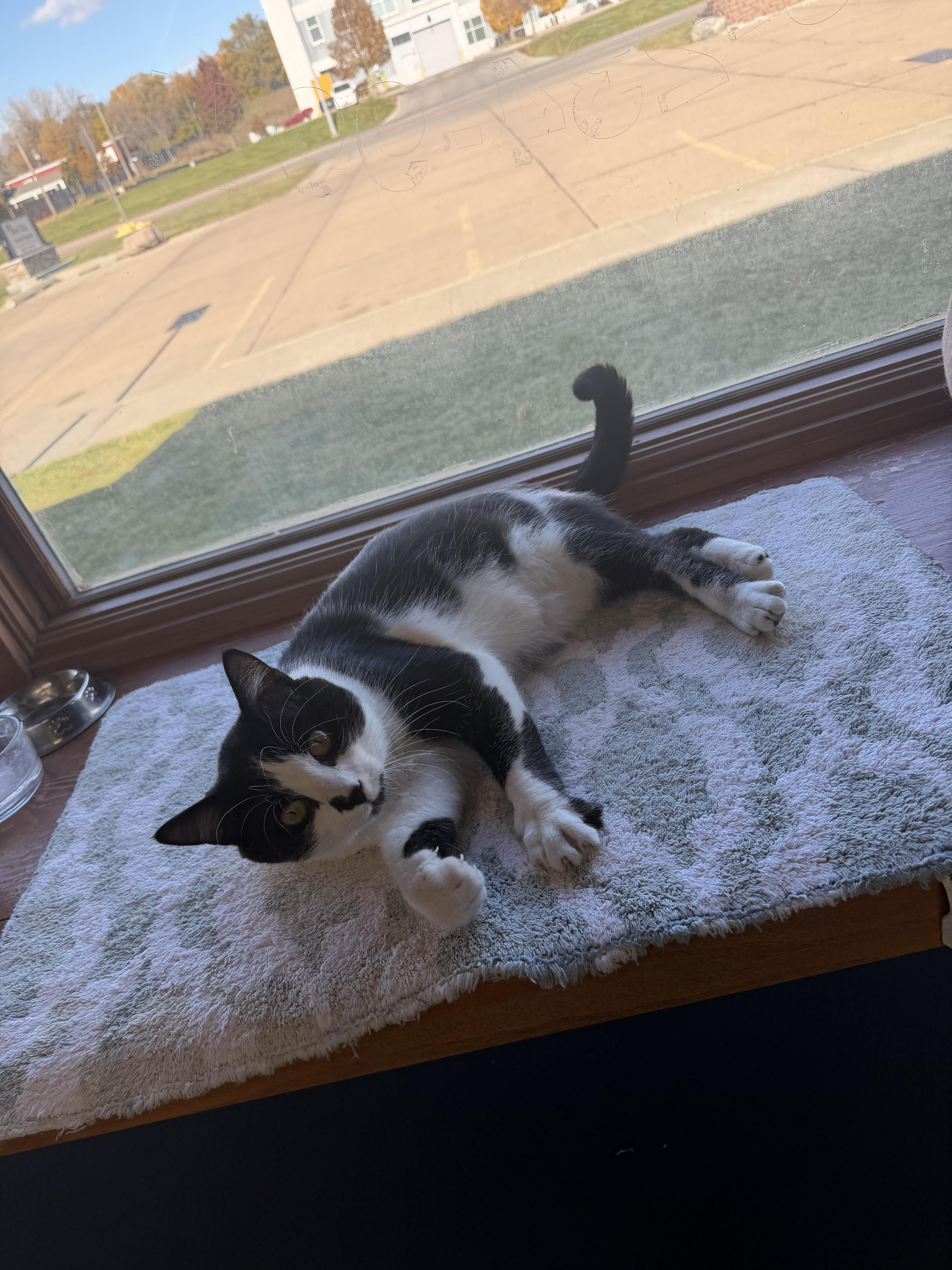 John Henry, a Adoptable Domestic Short Hair in Kearney, NE image 3/3