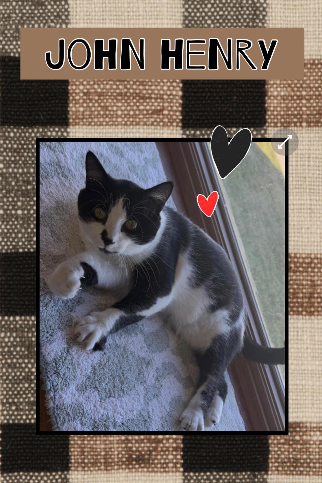 John Henry, a Adoptable Domestic Short Hair in Kearney, NE image 2/3