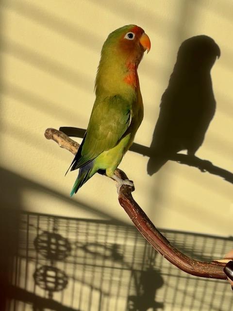 Enlarge Mirasol, a Adoptable Lovebird in Greenacres, FL image 2/6