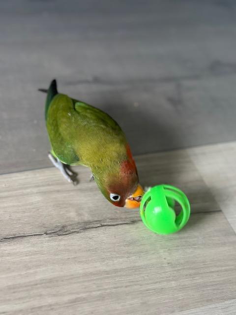 Enlarge Mirasol, a Adoptable Lovebird in Greenacres, FL image 3/6