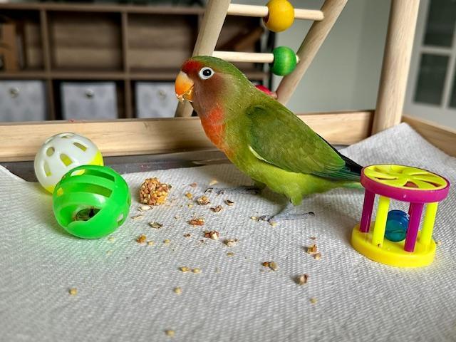 Enlarge Mirasol, a Adoptable Lovebird in Greenacres, FL image 4/6