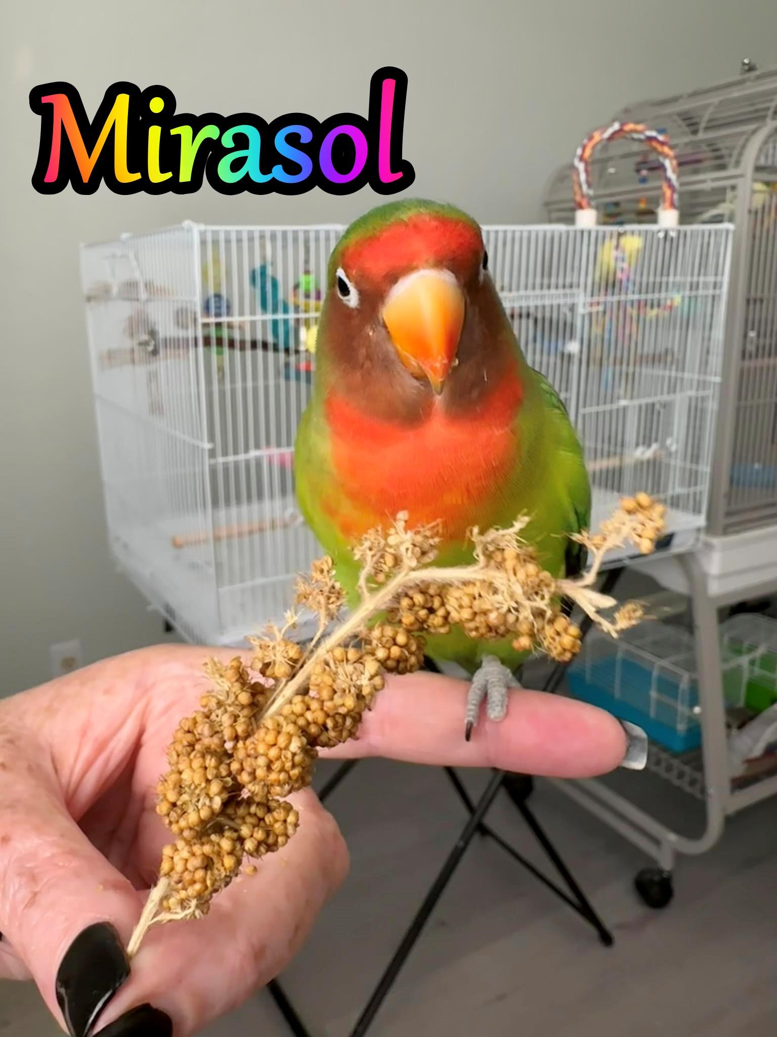 Mirasol, Adoptable, Young Male Lovebird.