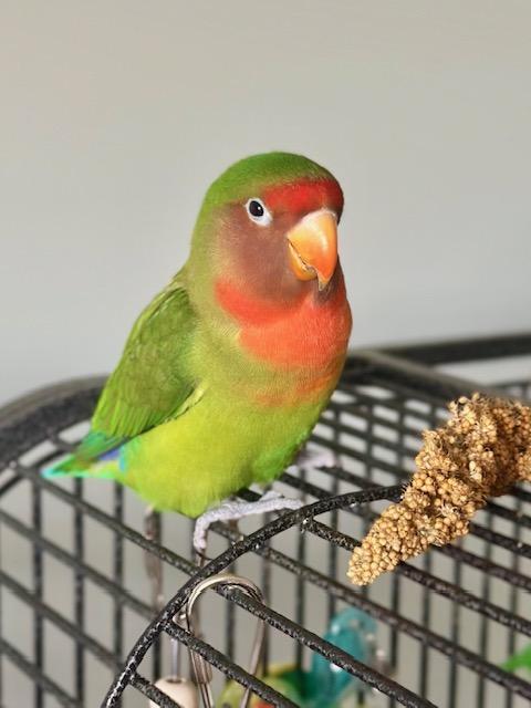 Enlarge Mirasol, a Adoptable Lovebird in Greenacres, FL image 5/6