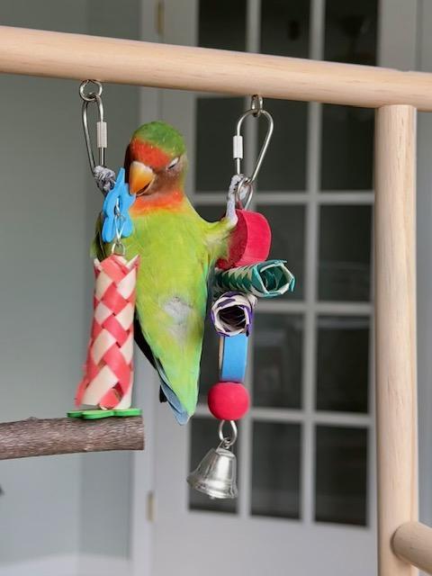 Enlarge Mirasol, a Adoptable Lovebird in Greenacres, FL image 6/6