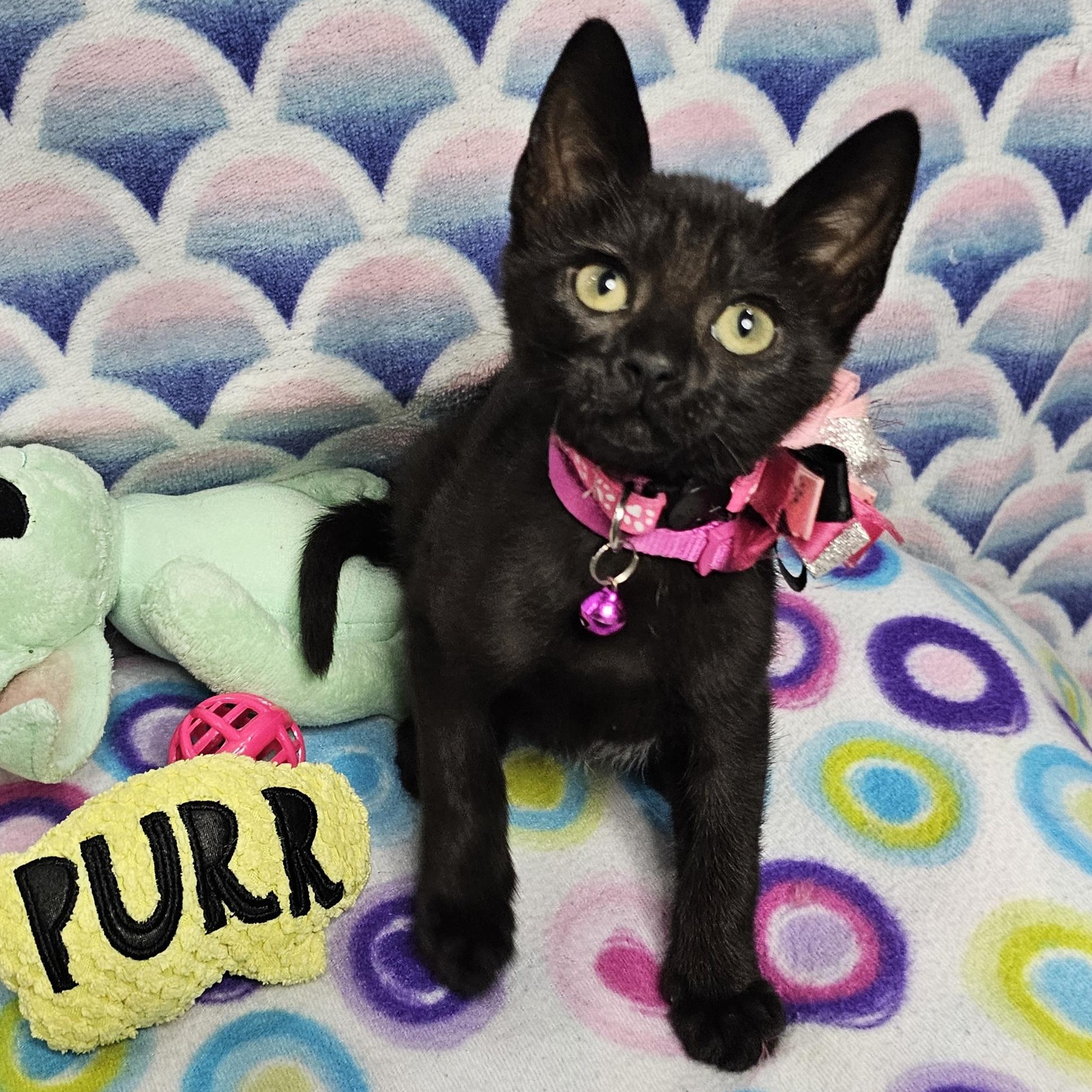 Lady Midnight's Star Bellied Sneetch, adopted, Kitten Female Domestic Short Hair.