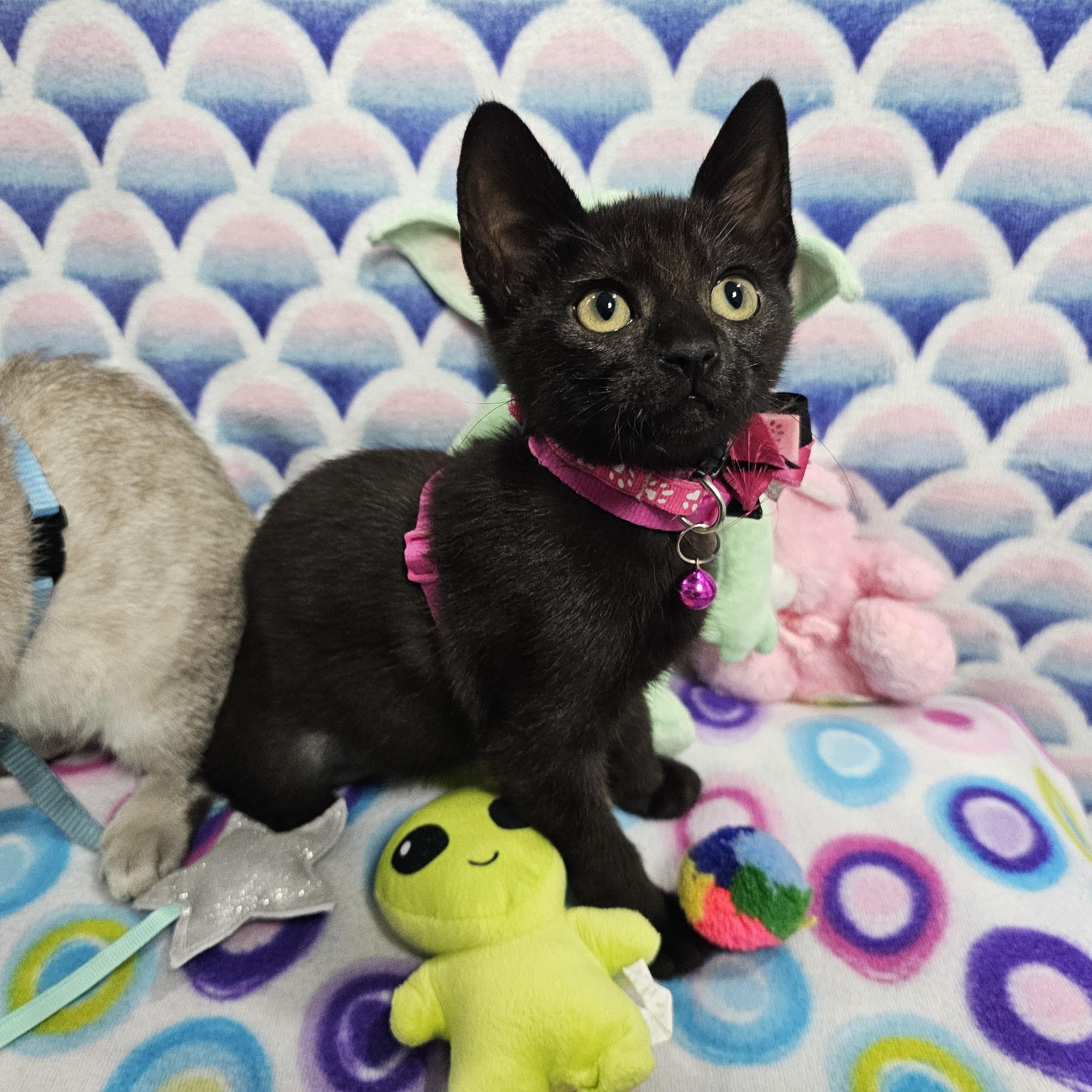 Enlarge Lady Midnight's Star Bellied Sneetch, an adopted Domestic Short Hair in Mt Pleasant, SC image 3/6