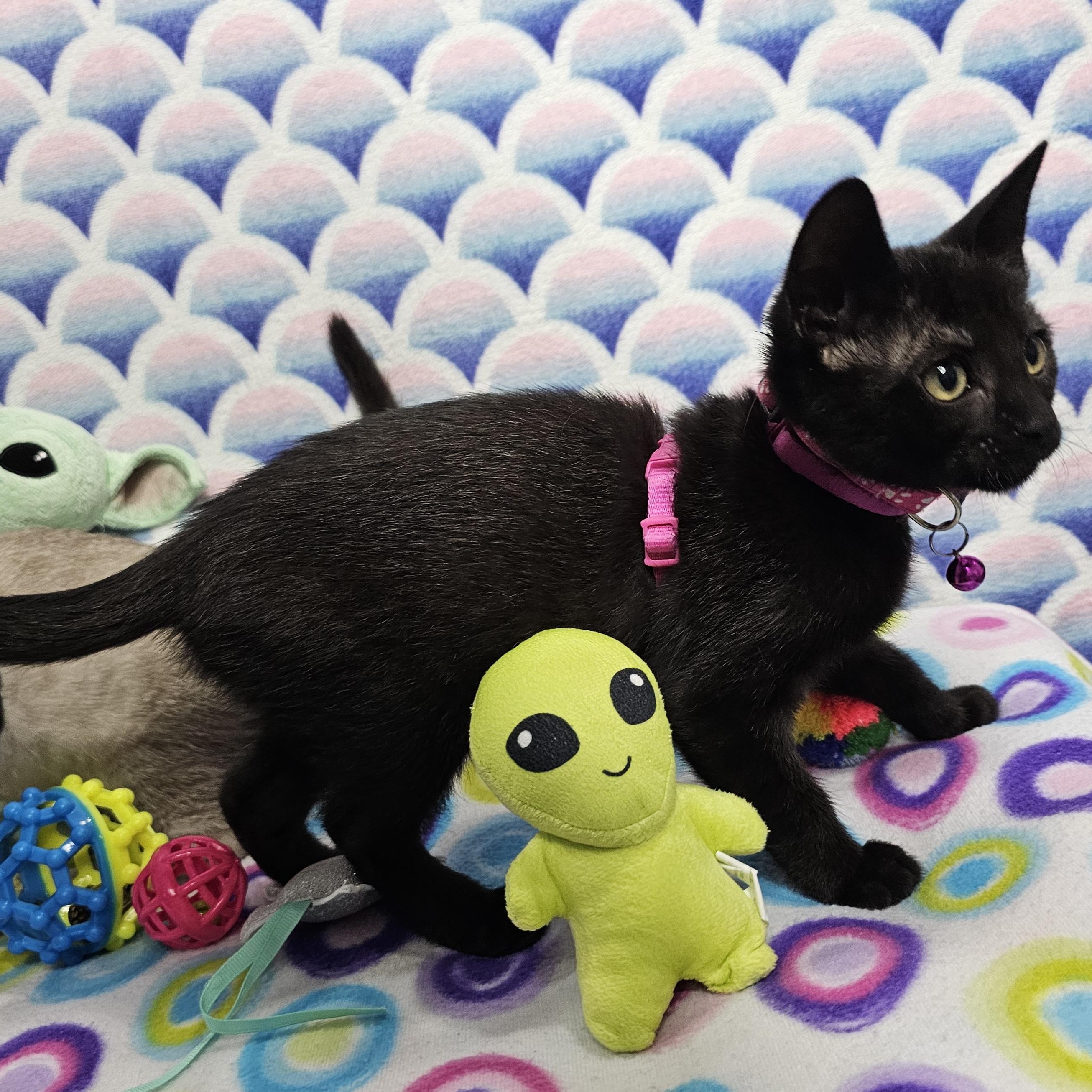 Enlarge Lady Midnight's Star Bellied Sneetch, an adopted Domestic Short Hair in Mt Pleasant, SC image 2/6