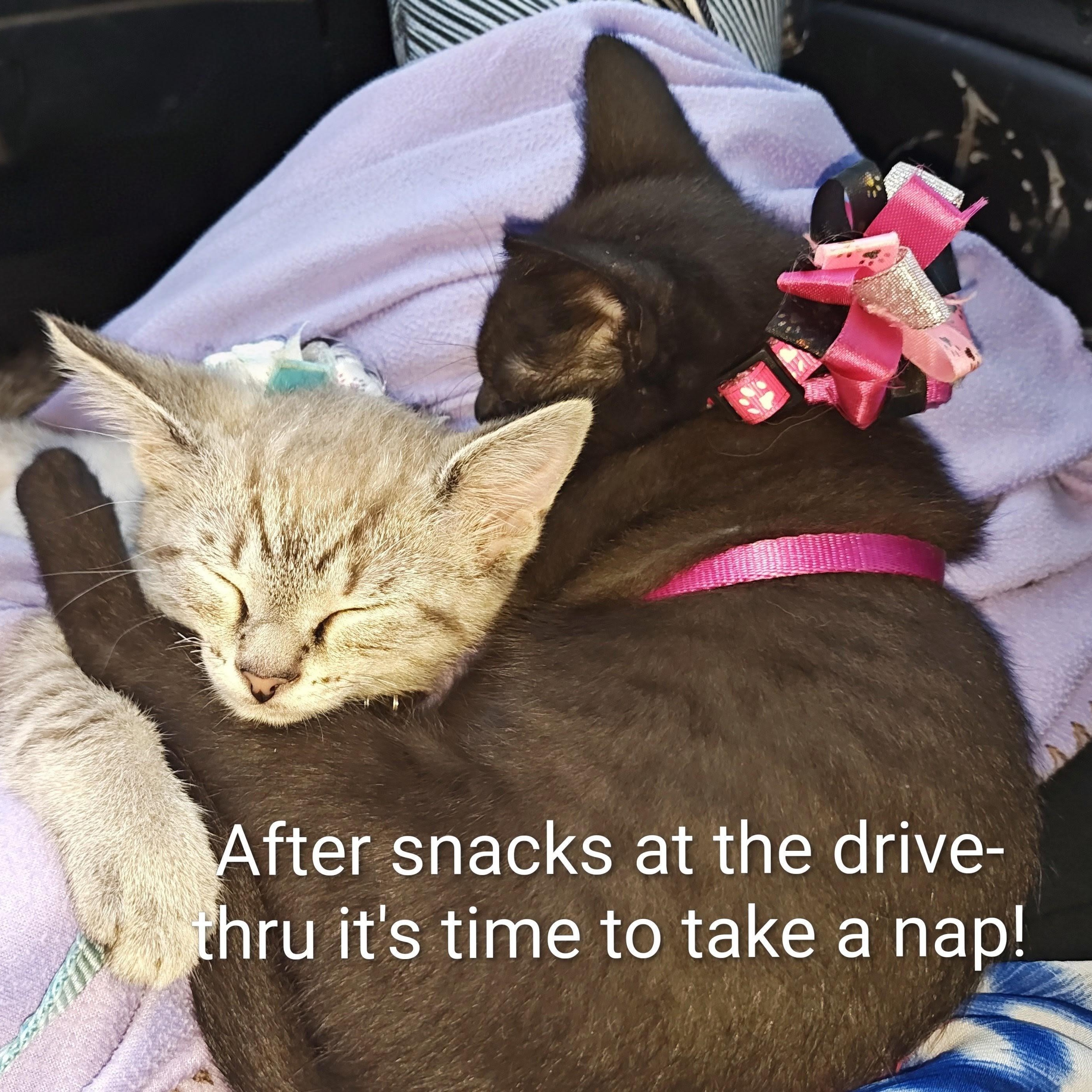 Enlarge Lady Midnight's Star Bellied Sneetch, an adopted Domestic Short Hair in Mt Pleasant, SC image 6/6